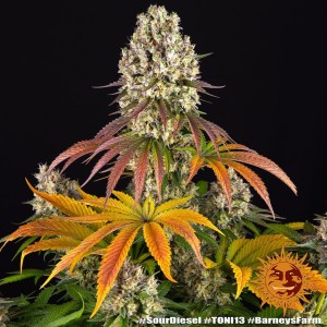 Barney's Farm Sour Diesel Feminisierte Cannabis Samen 3 Stk.