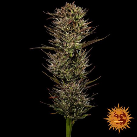 Barney's Farm Thin Mint x Sour Pinot Auto Cannabis Samen