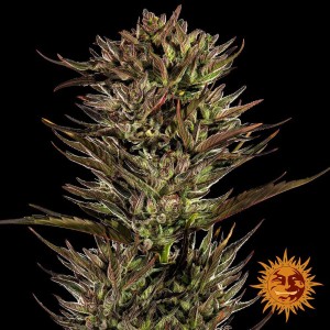 Barney's Farm Thin Mint x Sour Pinot Auto Cannabis Samen