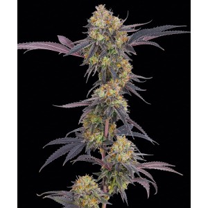 Barney's Farm Tropicanna Cherry Cannabis Samen 3 Stk.