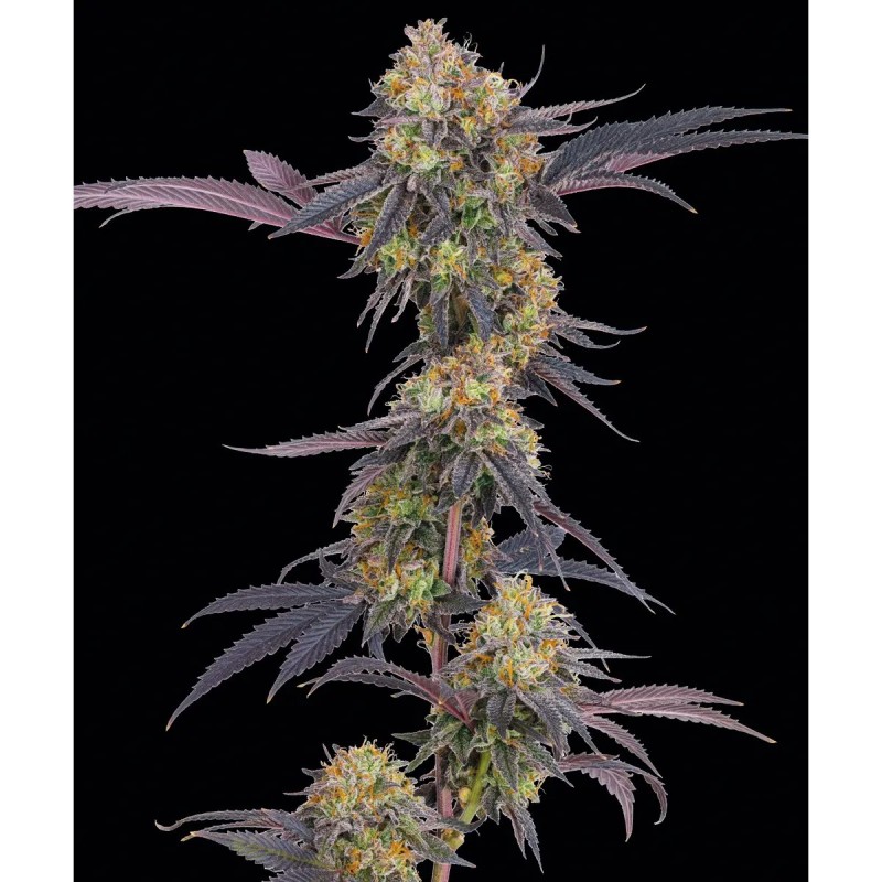 Barney's Farm Tropicanna Cherry Cannabis Samen 3 Stk.