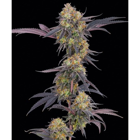 Barney's Farm Tropicanna Cherry Cannabis Samen 3 Stk.