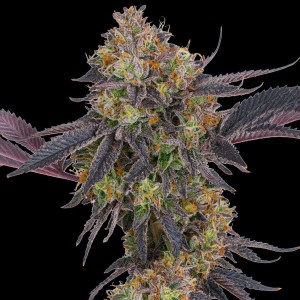 Barney's Farm Tropicanna Cherry Cannabis Samen 3 Stk.