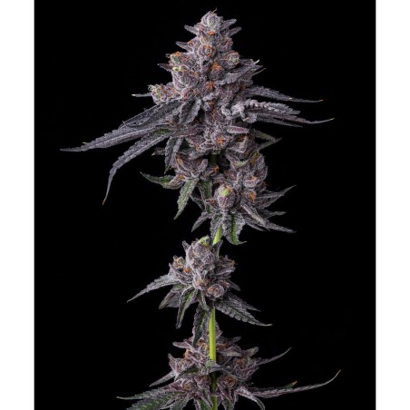 Barney's Farm Zillions Feminisierte Cannabis Samen 3 Stk.