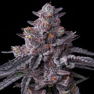 Barney's Farm Zillions Feminisierte Cannabis Samen 3 Stk.