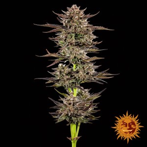 Barney's Farm Frosted Zinn x 3 Dears Auto Cannabis Samen
